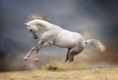 Silver-white stallion in storm clipart