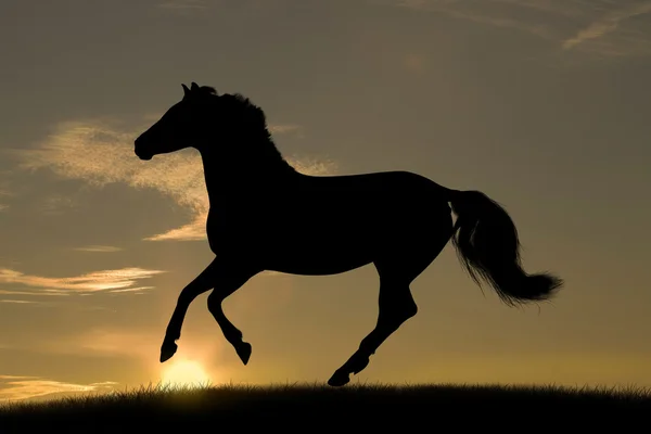 Häst i solnedgången — Stockfoto