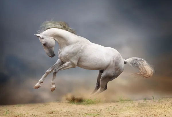 嵐の中でシルバー ホワイト種牡馬 — ストック写真