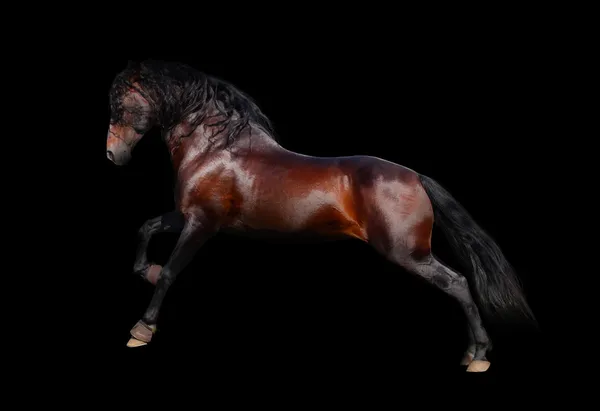 Cavalo andaluz isolado — Fotografia de Stock