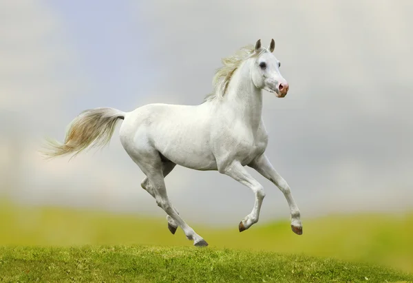 stock image Arabian horse