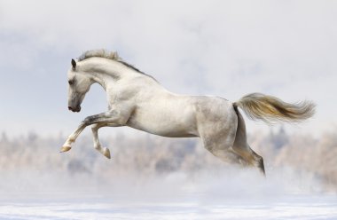 Silver-white stallion clipart