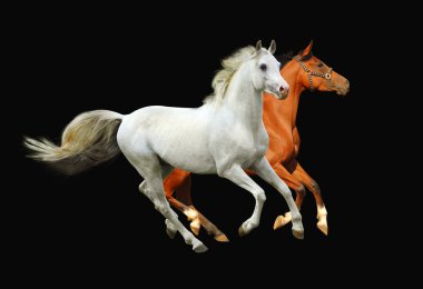 Arabian horses clipart