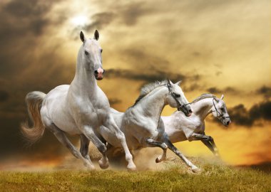 White horses clipart