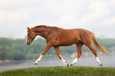 Chestnut horse clipart