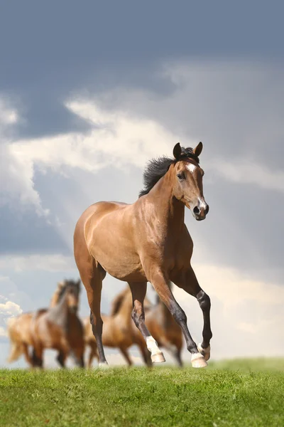 Hästspringet — Stockfoto