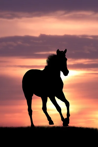 Кінь в sunrise — стокове фото