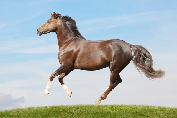 Pony in field galloping — Stok fotoğraf