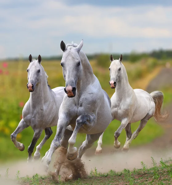 Witte paarden in stof — Stockfoto