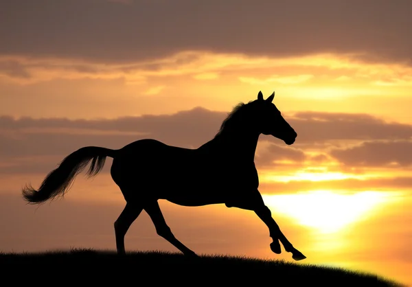 Koń w zachód słońca — Zdjęcie stockowe