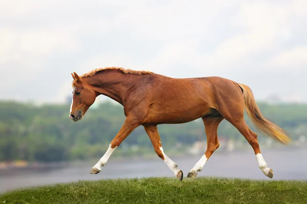 栗の馬 — ストック写真
