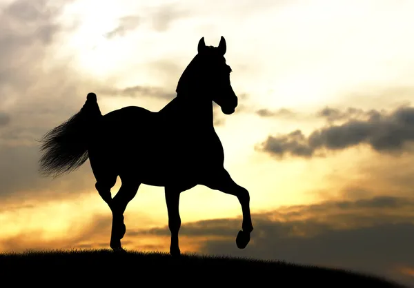 Häst silhuett i solnedgången — Stockfoto