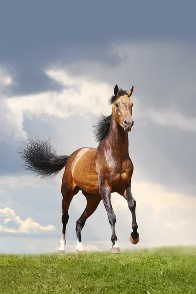 Bay stallion — Stock Photo, Image