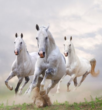 White horses in dust clipart