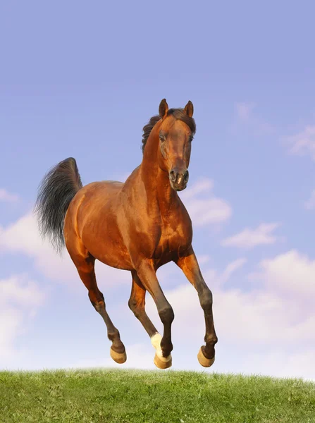 Bay arab stallion — Stock Photo, Image