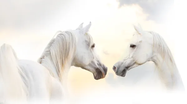 Cavalo branco árabe — Fotografia de Stock