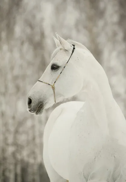 冬季白马 — 图库照片