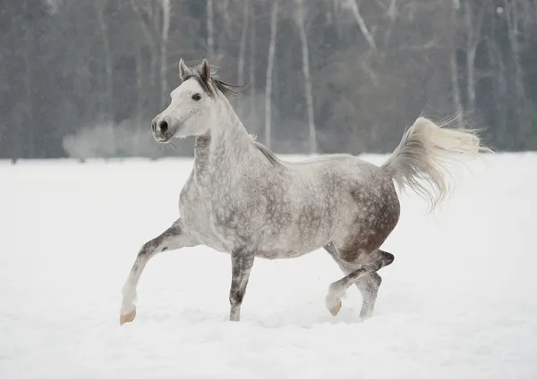 Arabische paard in de winter — Stockfoto