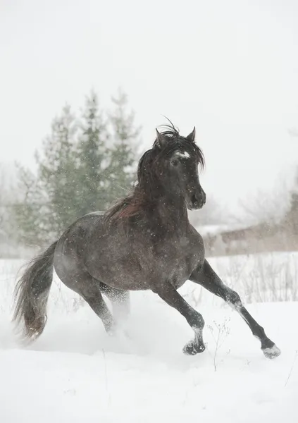 雪の中でアンダルシア スタリオン — ストック写真