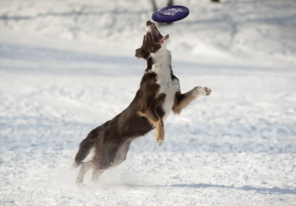 Hund fångar disk — Stockfoto