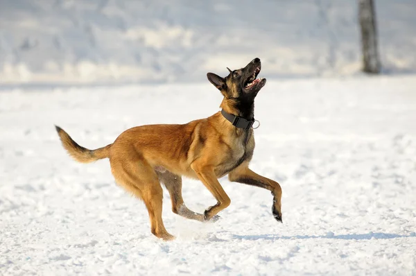 Malinois pes běží — Stock fotografie