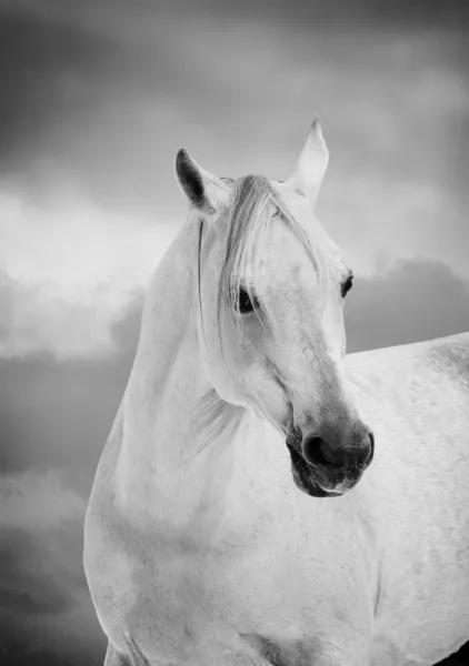 Белая арабская лошадь — стоковое фото