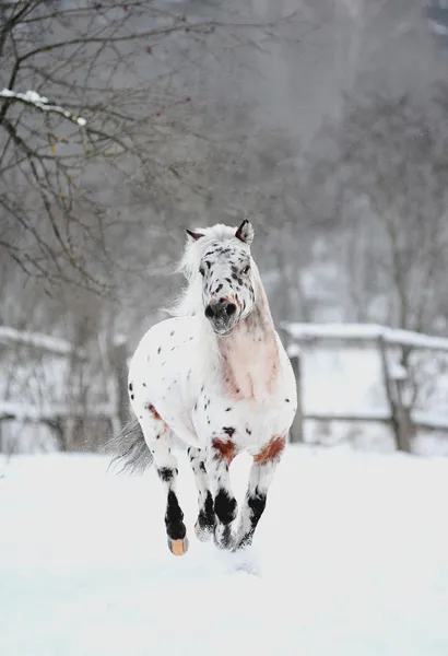Appaloosa pony — Stock Photo, Image