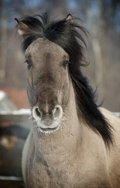 Grå häst — Stockfoto