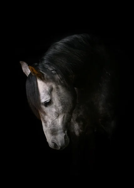 Pferd auf schwarz — Stockfoto