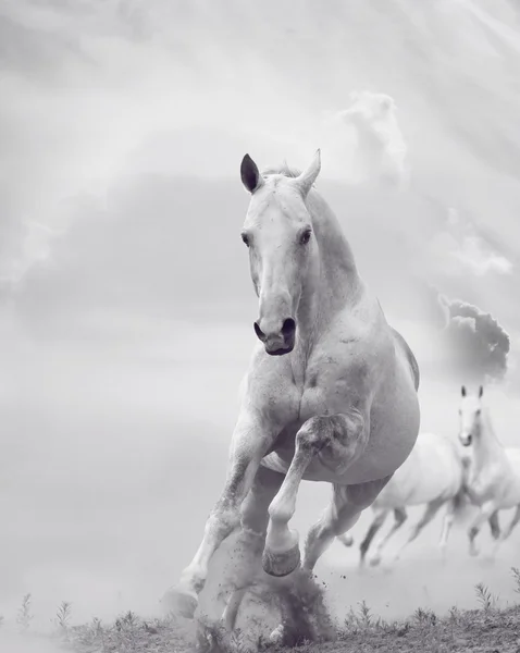먼지에 있는 흰 말 — 스톡 사진