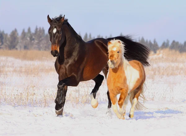 Pferde spielen im Schnee — Stockfoto
