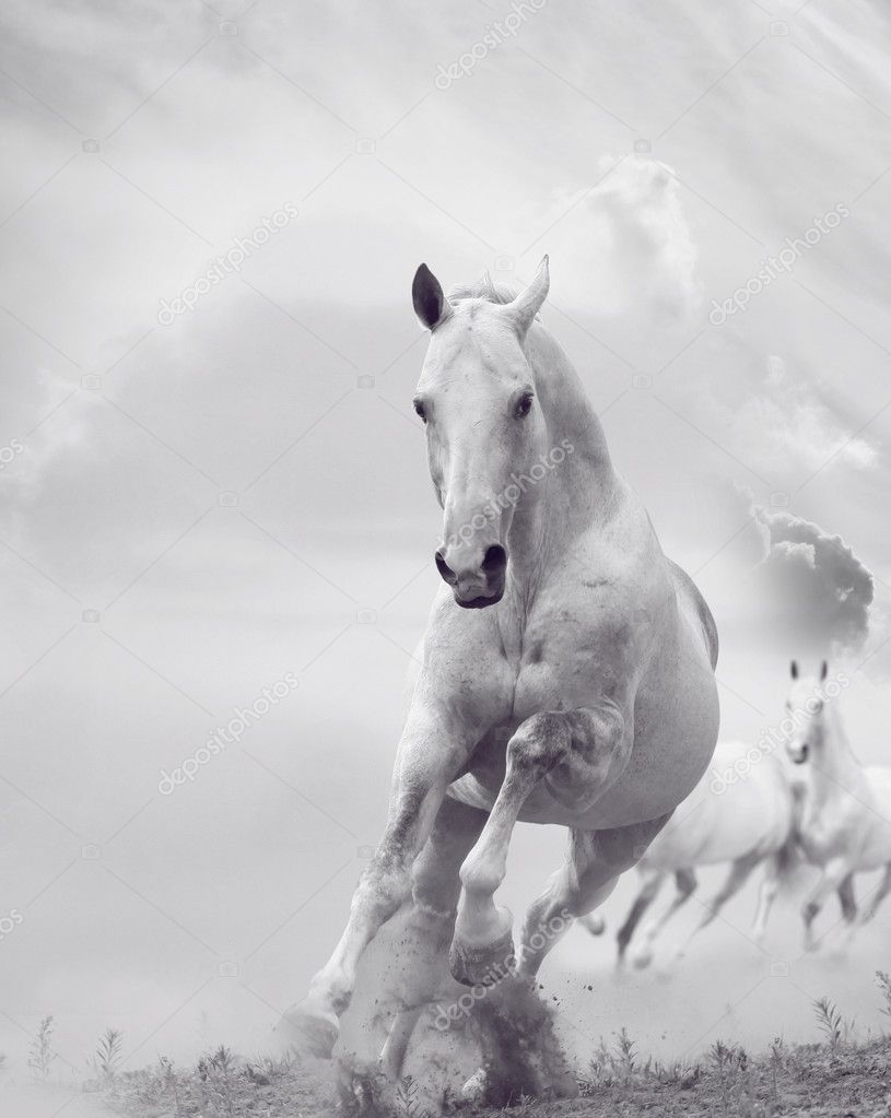 Cavalo Branco Que Sorri No Fundo Escuro Imagem de Stock - Imagem