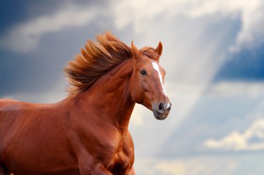 Chestnut horse clipart