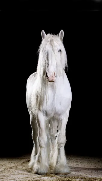 Studio de cheval blanc tourné — Photo