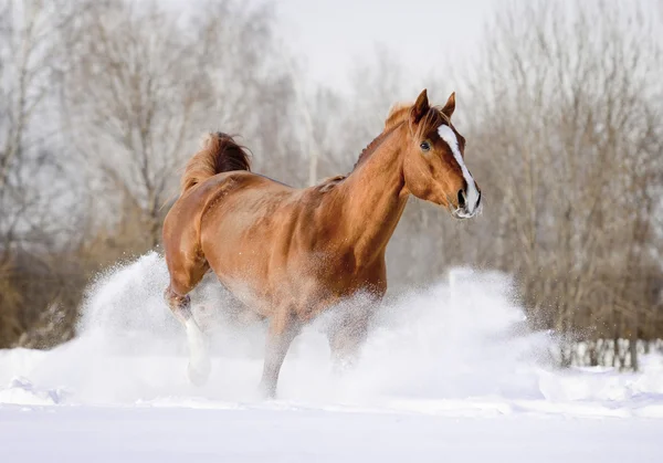 Arab stallion in snow — Stock Photo, Image