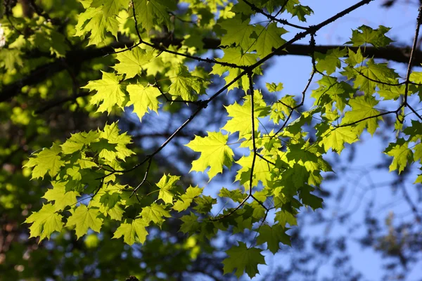 Javor větvičky se zeleným listovým — Stock fotografie
