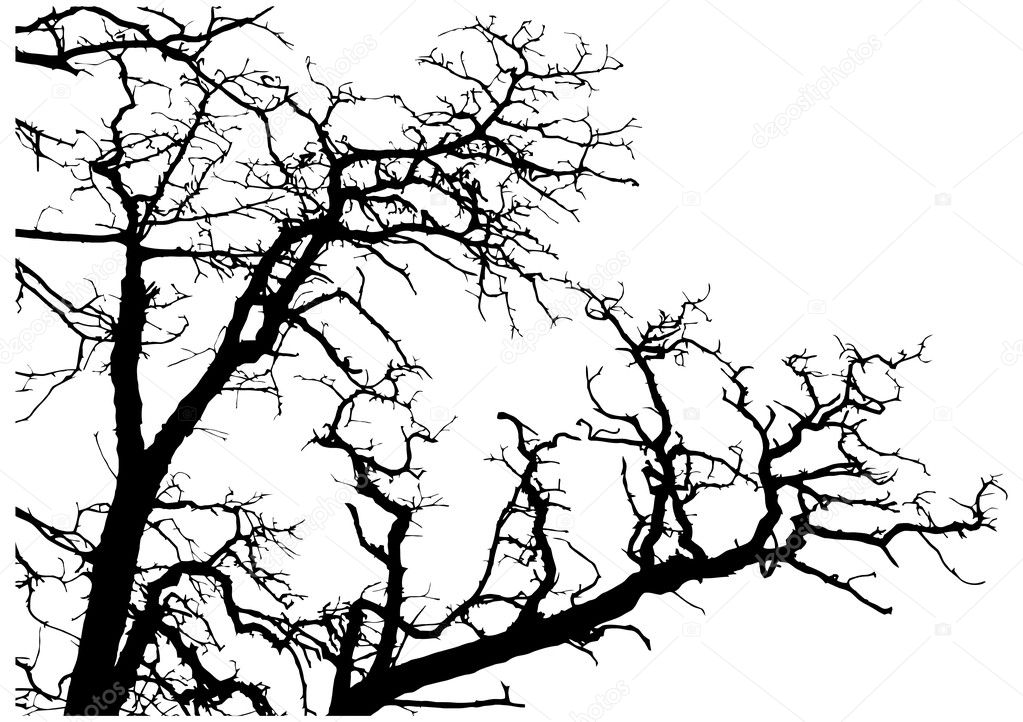 Tree branches silhouette