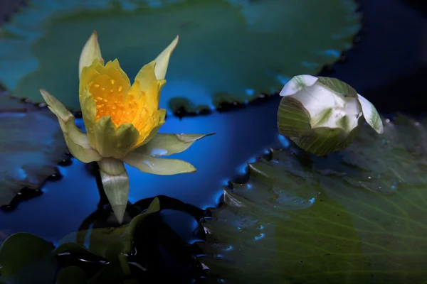 Water lily flowers — Stock Photo, Image