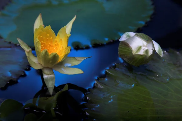 Flores de lírio de água — Fotografia de Stock