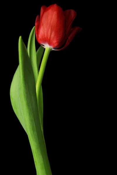 Flor de tulipán — Foto de Stock