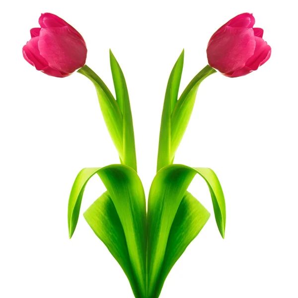 Тюльпан-квітка Стокове Зображення