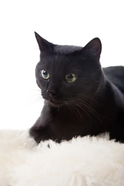 Чорна кішка Стокова Картинка