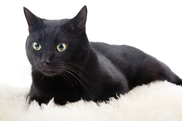 Gato negro — Foto de Stock