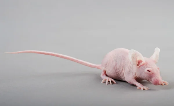 Ratón sin pelo — Foto de Stock