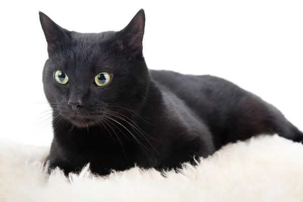 Fekete macska Jogdíjmentes Stock Képek