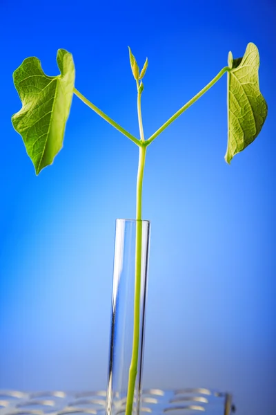 Test tüpü içinde bitki — Stok fotoğraf