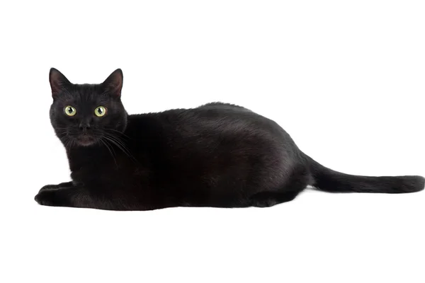 Чёрная кошка — стоковое фото