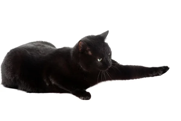 黒い猫 ストックフォト