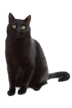 Black cat clipart