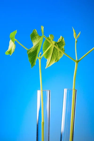 Plant in test tube — Stock Photo, Image